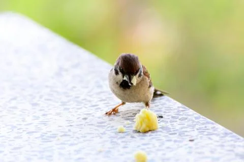 Close-up. A sparrow pecks bread on a windowsill against a background Stock Photos