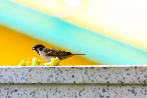 Close-up. A sparrow pecks bread on a windowsill against a background Stock Photos