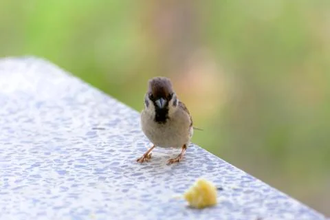 Close-up. A sparrow pecks bread on a windowsill against a background Stock Photos