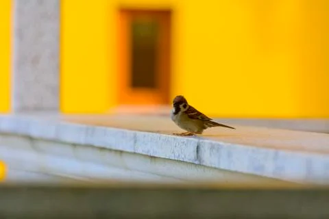 Close-up. A sparrow pecks bread on a windowsill against a background Stock Photos