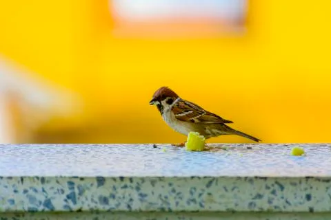 Close-up. A sparrow pecks bread on a windowsill against a background Stock Photos