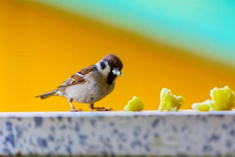 Close-up. A sparrow pecks bread on a windowsill against a background Foto stock