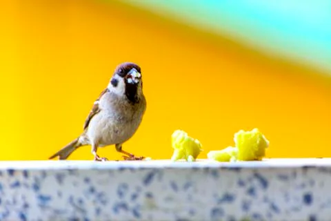 Close-up. A sparrow pecks bread on a windowsill against a background Stock Photos