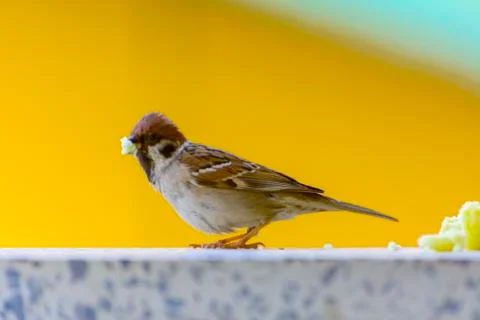 Close-up. A sparrow pecks bread on a windowsill against a background Foto stock