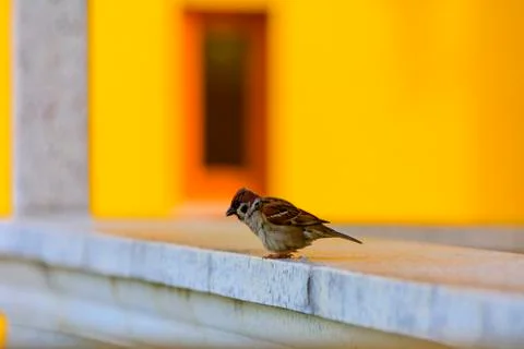 Close-up. A sparrow pecks bread on a windowsill against a background Stock Photos
