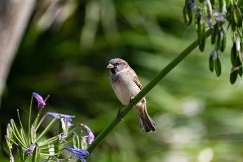  close up of a sparrow Stock Photos