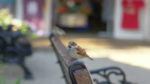 Close up of sparrow sitting on the bench in 4K slow motion 60fps Stock Footage 139054087