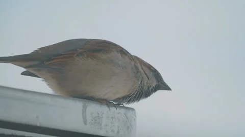 Close up of sparrow in slow motion 180fps 스톡 동영상 131030801