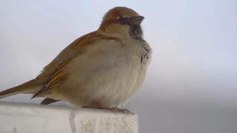 Close up of sparrow in slow motion 180fps Stock Footage 133424481
