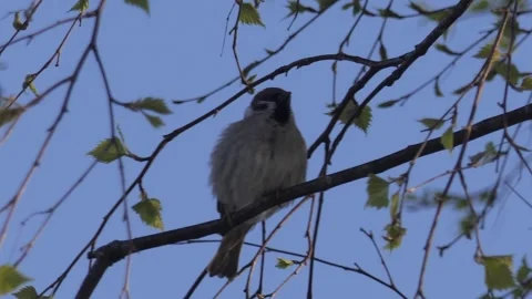 Close-up of a sparrow on a tree branch Stock Footage 253433493