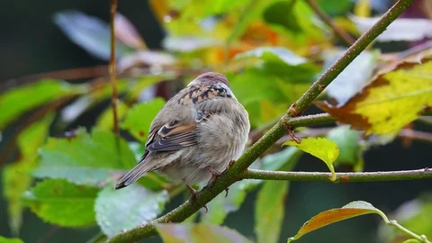 Close-up of sparrow on the twig Vídeos de archivo 119970902