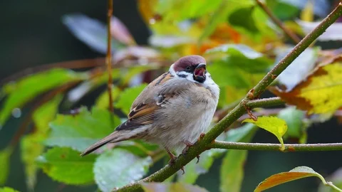Close-up of sparrow on the twig Stock Footage 121365603
