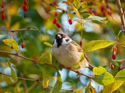 Close-up of sparrow on the twig Stock Photos
