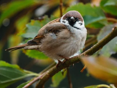 Close-up of sparrow on the twig Stock Photos