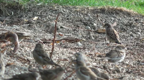 Close up on sparrows birds 4K Stock Footage 41794726