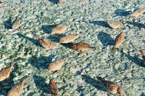 Close-up of sparrows eating crumbs of bread on stones covered with dry green  Stock-Fotos