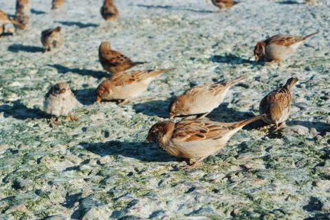 Close-up of sparrows eating crumbs of bread on stones covered with dry green  Stock Photos