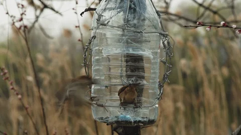 Close-up, Sparrows Peck Seeds From Feeder Tied to Flower Tree Stock Footage 127802083