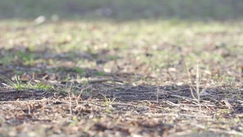 Close-Up of Sparse Grass Patch in Early Spring Daylight | HLG Vídeos de archivo 303635064