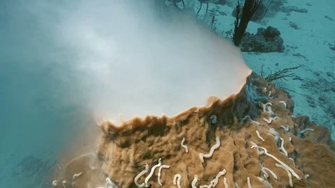 Close up of Spawning sponge Video stock 100590782