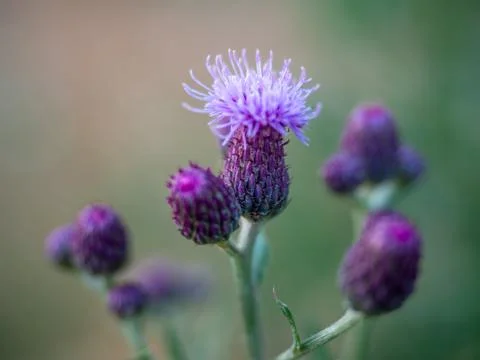 Close-up of the spear thistle or common thistle blooming flower. Cirsium vulgare Stock Photos