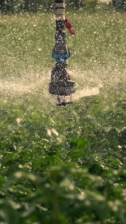 Close-up, special irrigation system sprinkles water over green potato bushes. Stock Footage 319101479