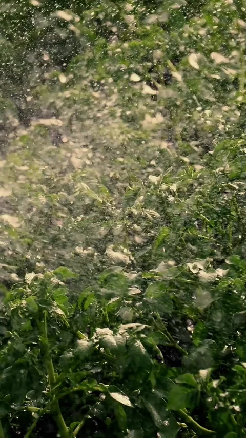 Close-up, special irrigation system sprinkles water over green potato bushes. Video stock 323091961