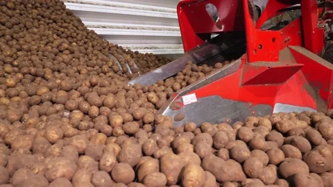 Close-up, special machine, equipment, serves potatoes on sorting conveyor belt Stock Footage 130356229