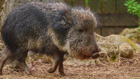 A close-up of a species of wild boar Stock Footage 320171192