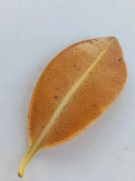 Close-up of a speckled orange leaf Foto stock
