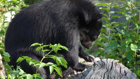 Close up of a Spectacled bear  Stock Footage 272812878