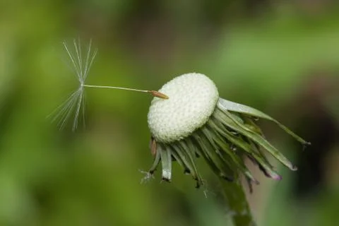 Close up of a spent dandelion Stock Photos