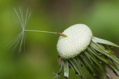 Close up of a spent dandelion Stock Photos