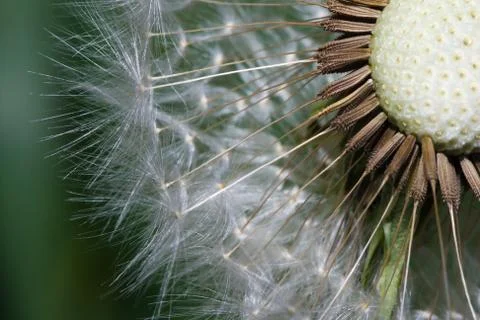Close up of a spent dandelion Stock Photos