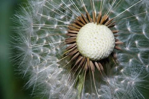Close up of a spent dandelion Stock Photos