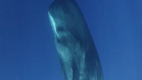 Close Up of Sperm Whale Stock Footage 209281576