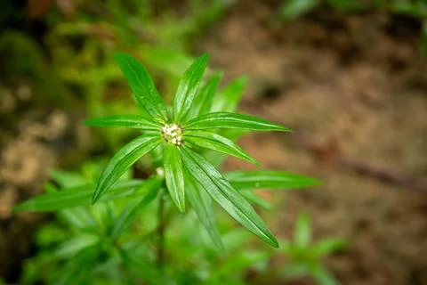 Close-up of Spermacoce pusilla (Small False Buttonweed). Stock Photos