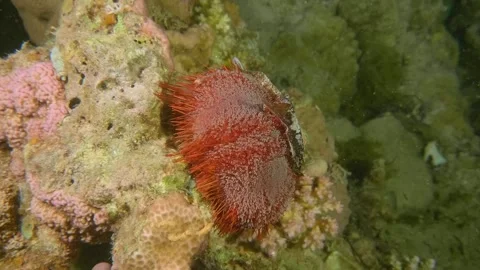 Close-Up of Spherical Spiny Sea Urchin Resting on Seabed in Crystal Clear Ocean Stock Footage 311935818