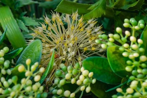 Close up of spherical white flower cluster surrounded by green foliage and .. 스톡 사진