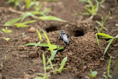 Close-up of a Sphex digger wasp digging a nesting tunnel in soft soil. Natu.. Stock Photos