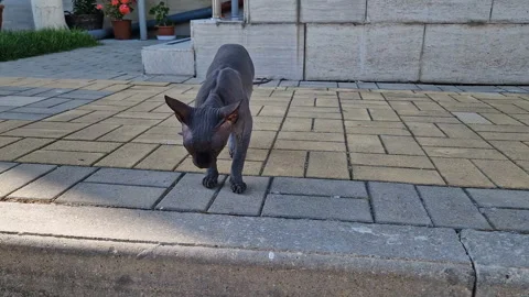 Close-up of a sphinx cat walking down the street. Funny grey bald cat. Stock Footage 261041534