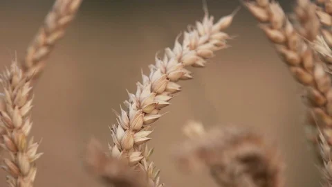 CLOSE-UP: Spica from a wheat plant Stock Footage
