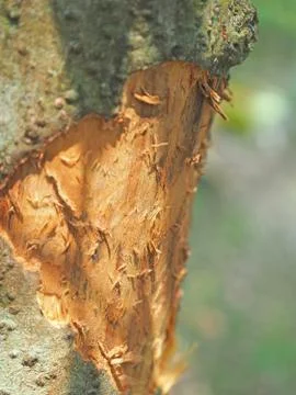 Close-up of spice cinnamon tree, with partially cut bark Stock Photos
