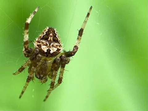 Close-up of a spider (5) Stock Photos
