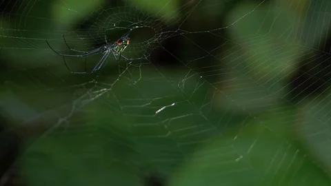 Close Up Of Spider And Cobweb Stock Footage 103190739