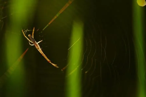 Close up of a spider and it\'s web at a paddy field Stock-Fotos