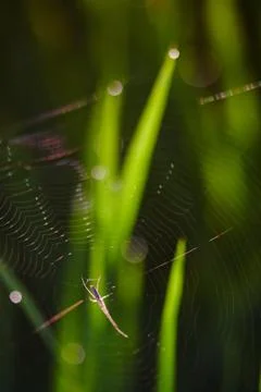 Close up of a spider and it\'s web at a paddy field Stock Photos
