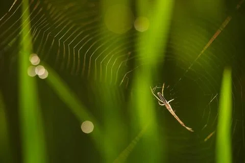 Close up of a spider and it\'s web at a paddy field Stock Photos