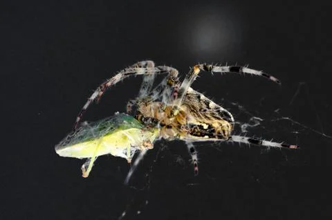 Close up of a spider attacking a bug in her web with a dark black background Foto stock