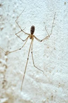 Close-up of a spider on the background of the wall inside the house. Stock Photos
